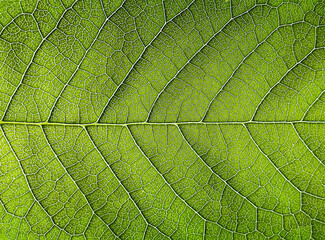 The texture of a part of a green leaf. Macro background. Natural pattern. Close-up. Spring background. Natural background. View from above. Copy space