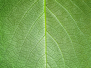 The texture of a part of a green leaf. Macro background. Natural pattern. Close-up. Spring background. Natural background. View from above. Copy space