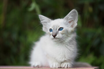Portrait eines hübschen Balinese Kitten