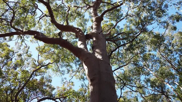 Low angle of a tall gum tree in the forest
