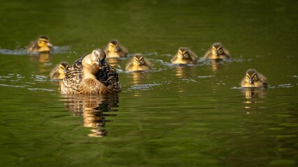 Mother duck with ducklings swimming in the lake