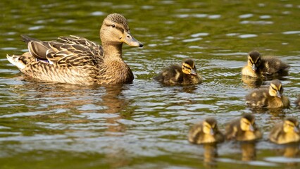 Mother duck with ducklings swimming in the lake