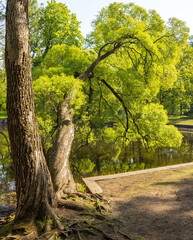 Spring landscape of the parks of St. Petersburg. Landmark of the city.