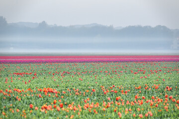Foggy Tulip Field