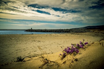 Closeup of Viola tricolor flowers on a sandy beach