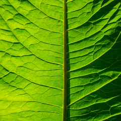 Surface and capillaries of a green leaf.
