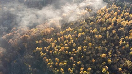 Fototapeta na wymiar Aerial top view of orange trees in a dense forest partially covered with fog at sunrise