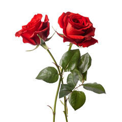 Naklejka premium red rose created with Generative AI