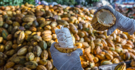 Workers prepare fresh cocoa pods before fermentation Fresh peeled cocoa pods in farmer hands