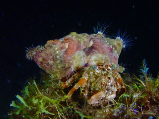 Hermit crab with a shell on the sandy bottom of the sea at night.