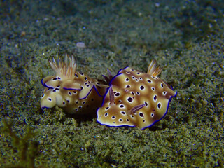 Two nudibranchs mate on a sandy bottom at night.