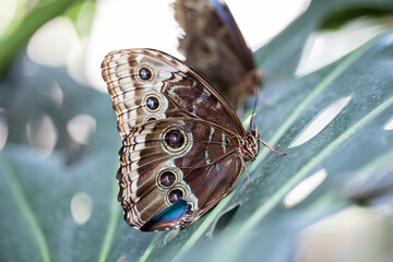A beautiful butterfly is resting on a flower in a garden	