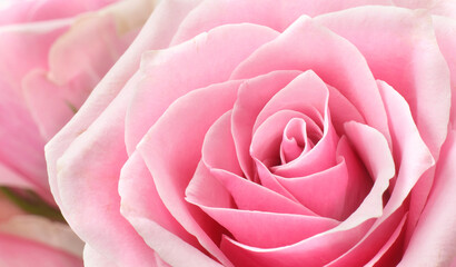 Fototapeta na wymiar Beautiful rose flower macro or closed up holiday nature details background