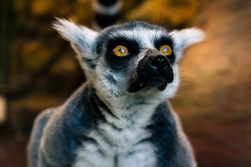 Fototapeta premium Closeup shot of a lemur with bokeh background