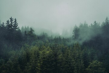 Foggy forest mountain with tall trees