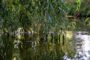 Obraz premium Closeup of green willow leaves reflecting on a lake in Spree Forest, Brandenburg, Germany