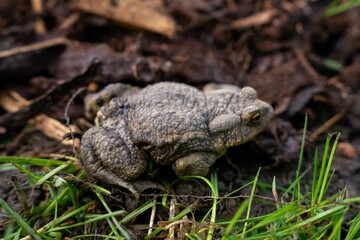 Closeup of a True toad in the forest