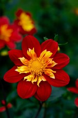 Vertical shot of red with yellow dahlia flower blooming in a garden
