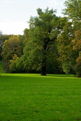 Vertical shot of a green lawn under trees in a park
