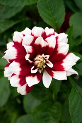 Obraz premium Vertical shot of a dahlia pinnata flower blooming in a garden