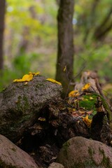 Obraz premium Selective focus of yellow leaves fallen on a tree log covered with moss in autumn