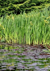 Yellow flowers in the pond on a warm afternoon