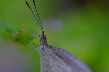 Macro Photography. Closeup photo of a white butterfly perched on the edge of a leaf in Cikancung, Bandung Region - Indonesia