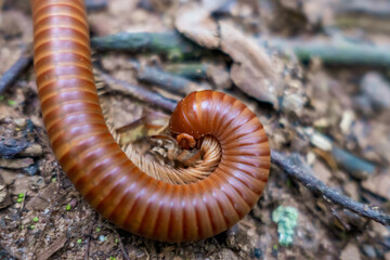 Atopochetus Tonkinbolus dolfusi millipede rainbow diplopoda