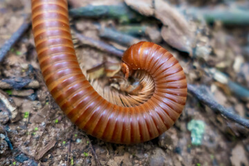 Atopochetus Tonkinbolus dolfusi millipede rainbow diplopoda
