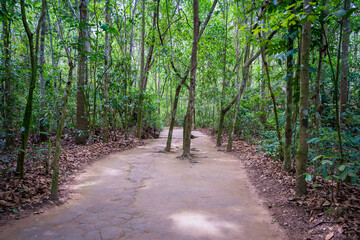 Fototapeta na wymiar The Cu Chi tunnels were the Viet Cong's base of operations for the Tet Offensive in 1968. Famous tourist attraction in Vietnam. Stock photo