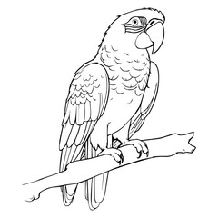 Macaw: Vector, Line art, Coloring, Wildlife, Animal, Cute