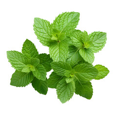 fresh mint leaves created with Generative AI