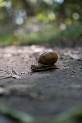 Vertical shot of a snail on ground against bokeh background