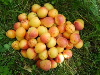 High angle of a pile of delicious ripe apricots with red sides on the grass