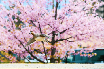 桜が咲く季節、桜を背に飛ぶ水鳥・カモ