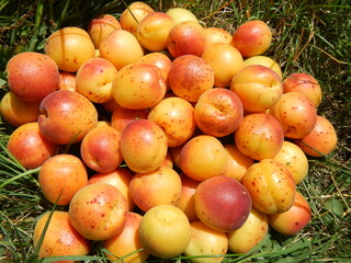 High angle of a pile of delicious ripe apricots with red sides on the grass