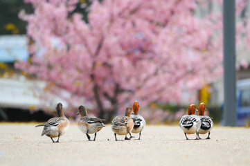 春と水鳥、桜の木にやってきたカモ、可愛すぎる