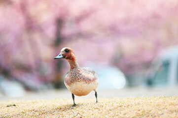 桜が咲く季節、カモのお散歩が可愛い
