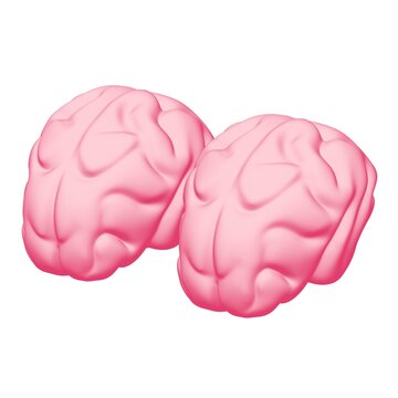 Human brain Anatomical Model.