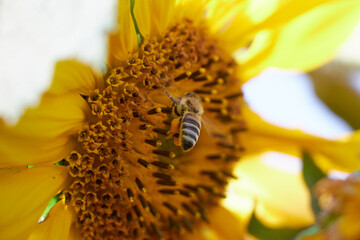 a honey bee flying around sunflower collecting nectar