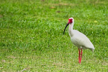 Closeup of a red-legged ibis bird on the green field