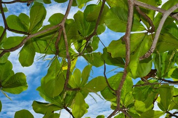 Branches of a tree with green bright leaves on a sunny day