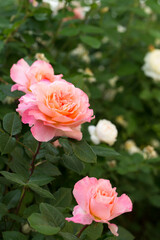 Blooming fragrant pink roses in the garden