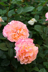 Blooming fragrant roses in the garden, close-up
