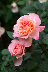 Blooming roses in the garden, close-up