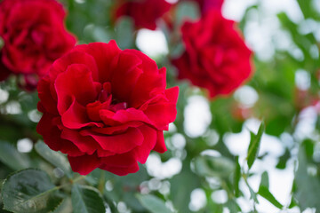 Blooming fragrant red roses in the garden