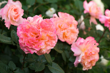 fragrant roses in the garden, close-up
