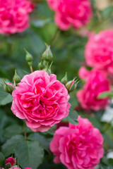 Bright pink roses in the garden, close-up