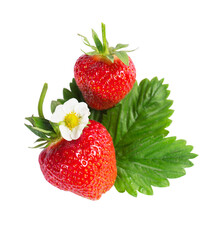 large strawberries with flower and leaf isolated on white background