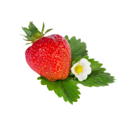 ripe large strawberry with flower and leaf isolated on white background